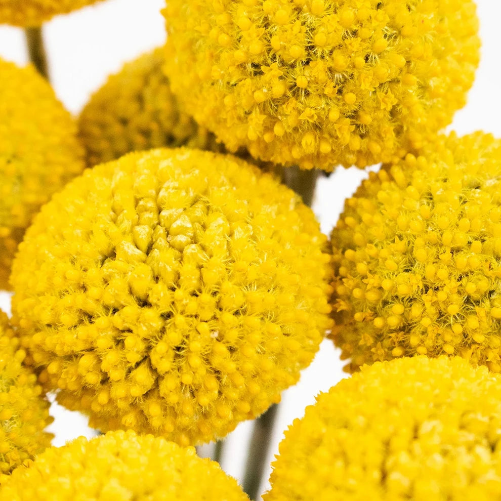 Yellow Craspedia Billy Balls - alternative 3