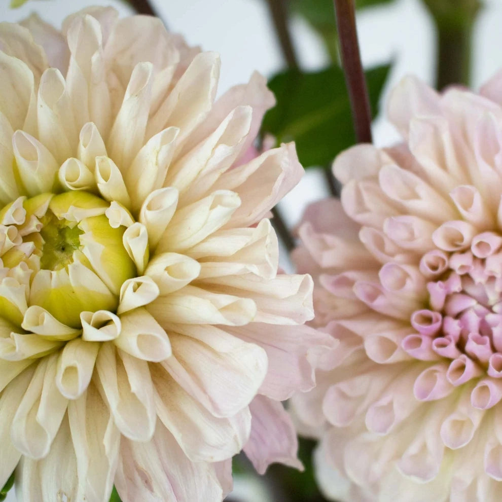 Sweet Nathalie Dahlias - alternative 1