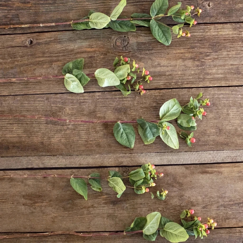 Hypericum Coral Berries - main