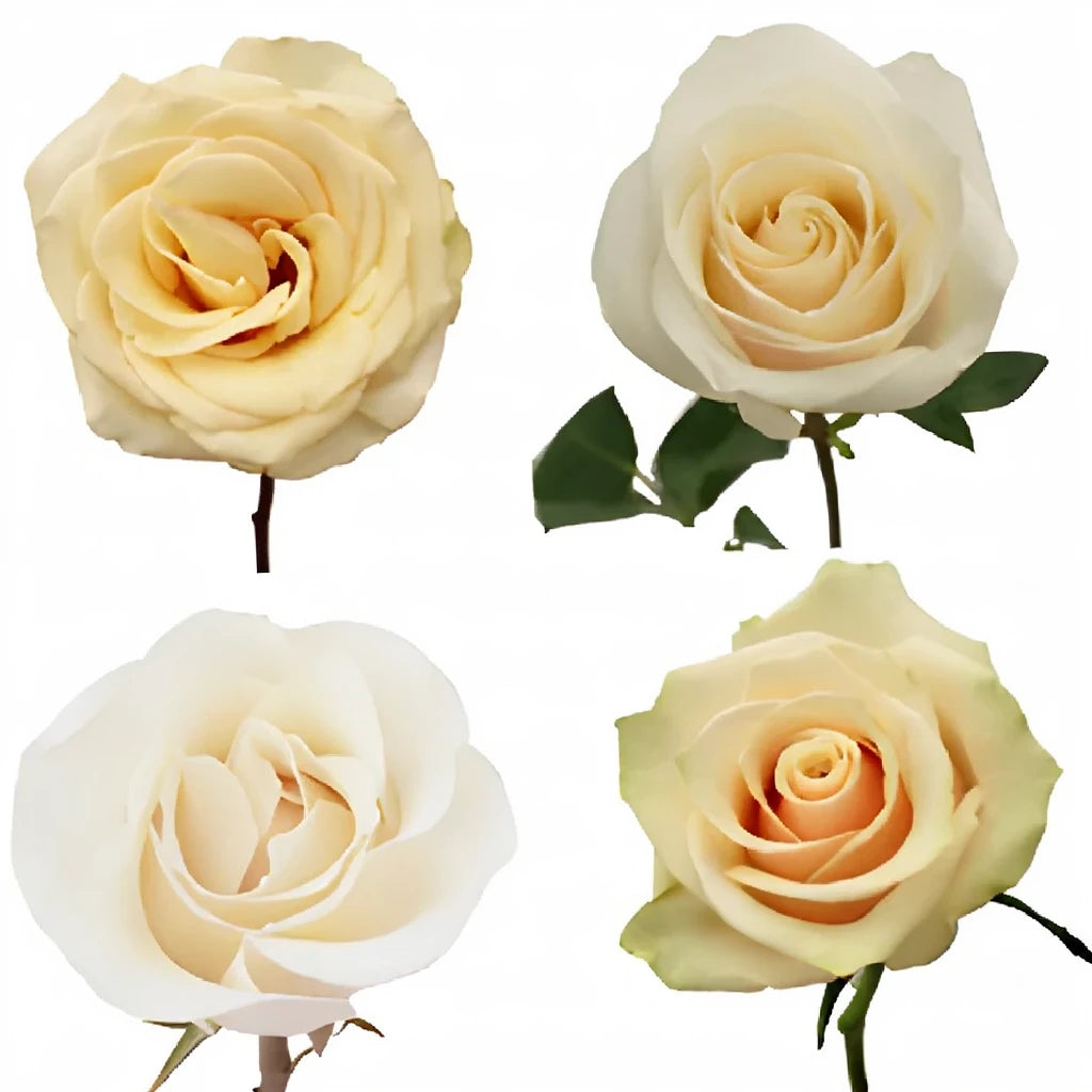 High & Pure Roses Standard - main