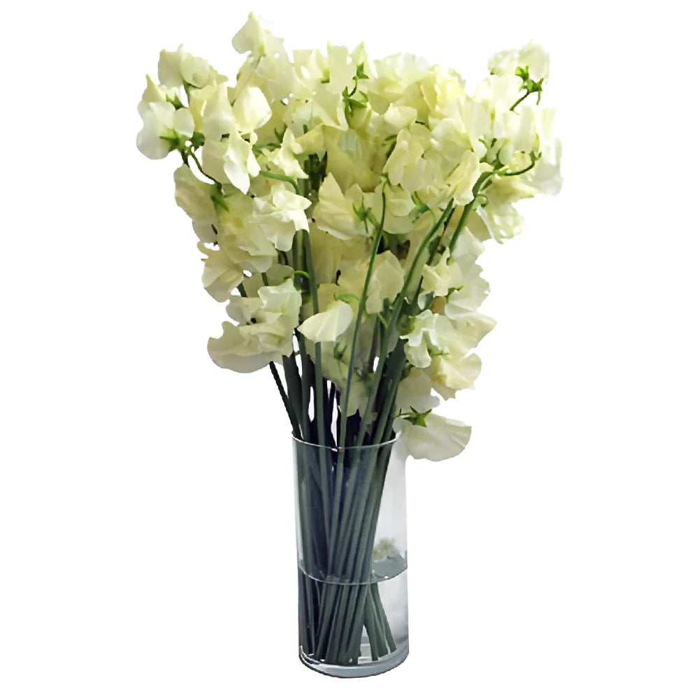 Cream Sweet Peas - main