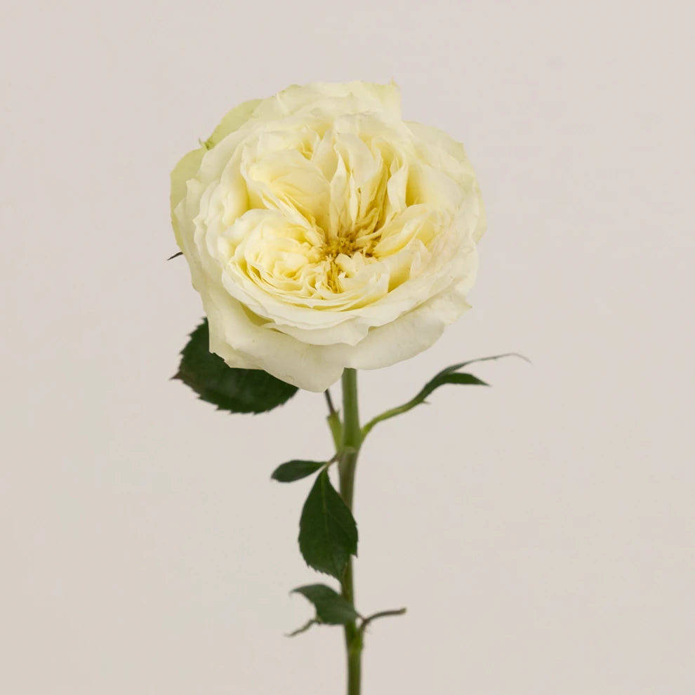 Mayra's Cream Roses Garden - alternative 1