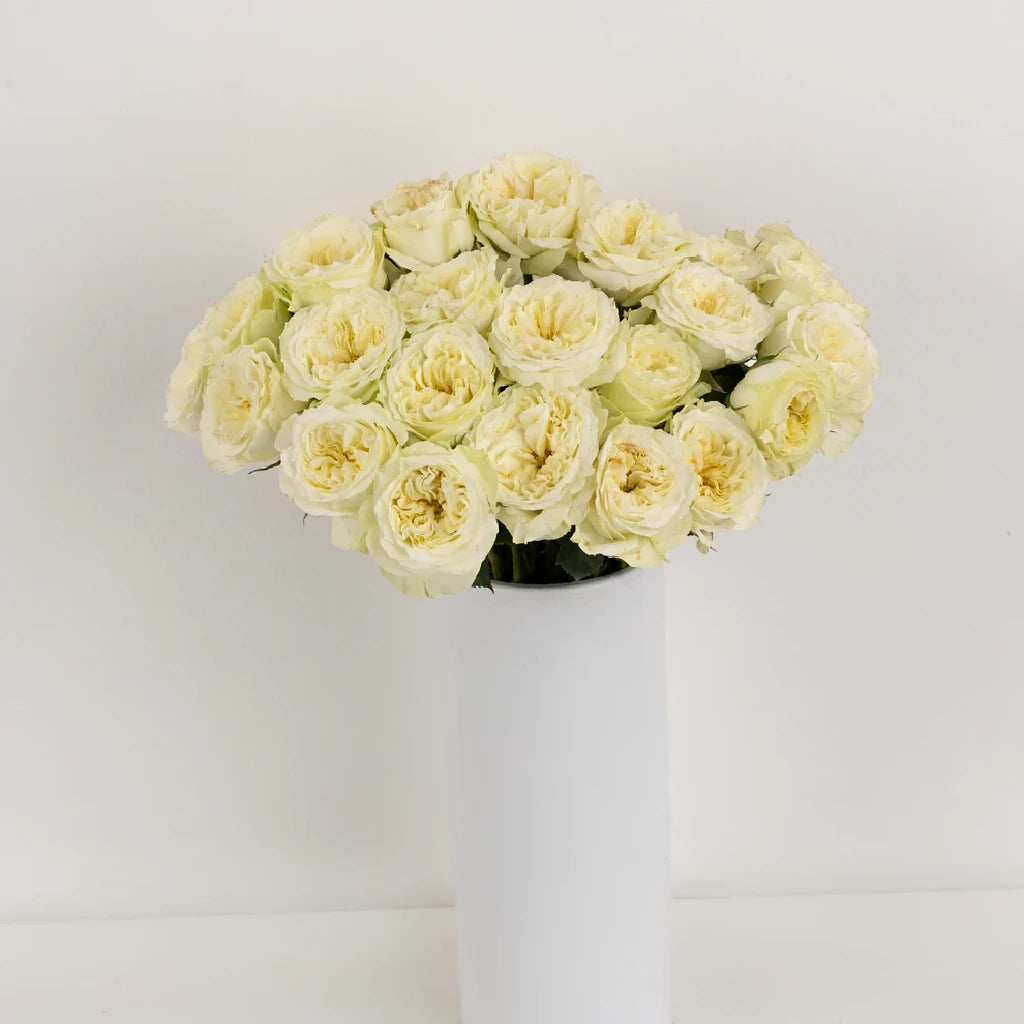 Mayra's Cream Roses Garden - main