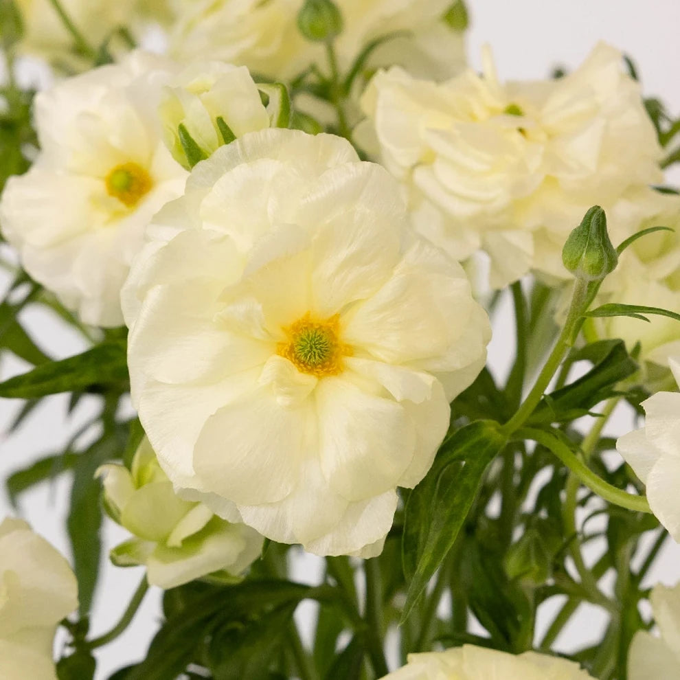 Graces Butterfly Ranunculus - alternative 2