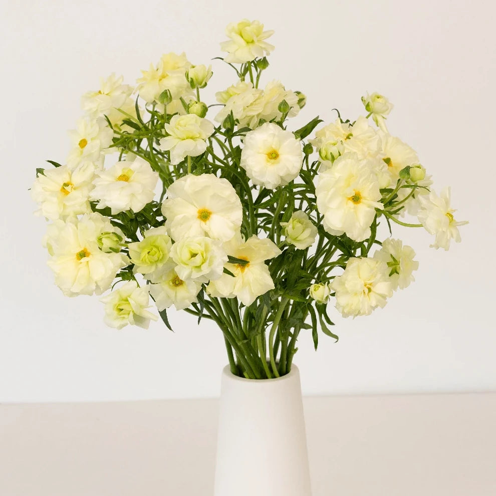 Cream Butterfly Ranunculus - Cream - alternative 2
