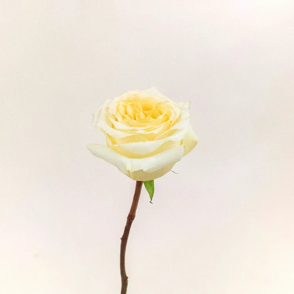 Creme De La Creme Roses Standard - alternative 1