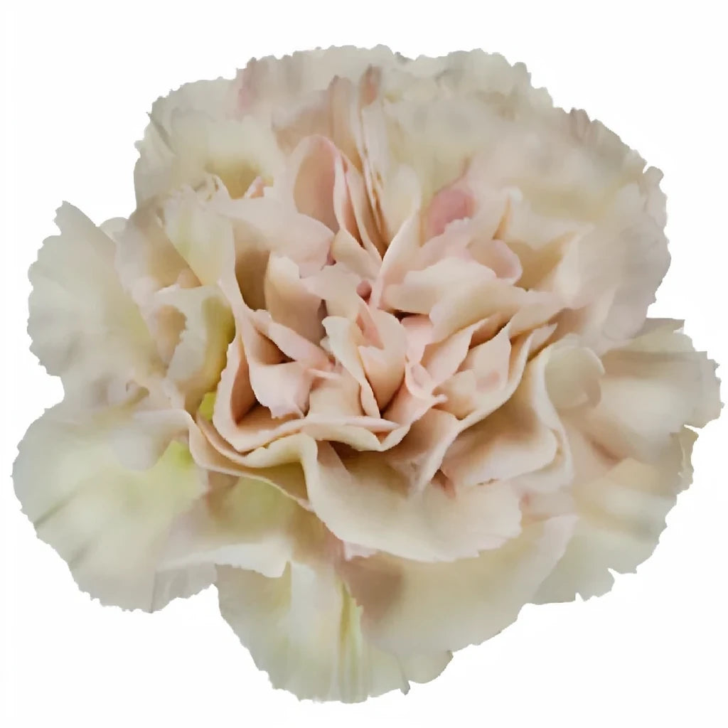 Creola Carnations - main