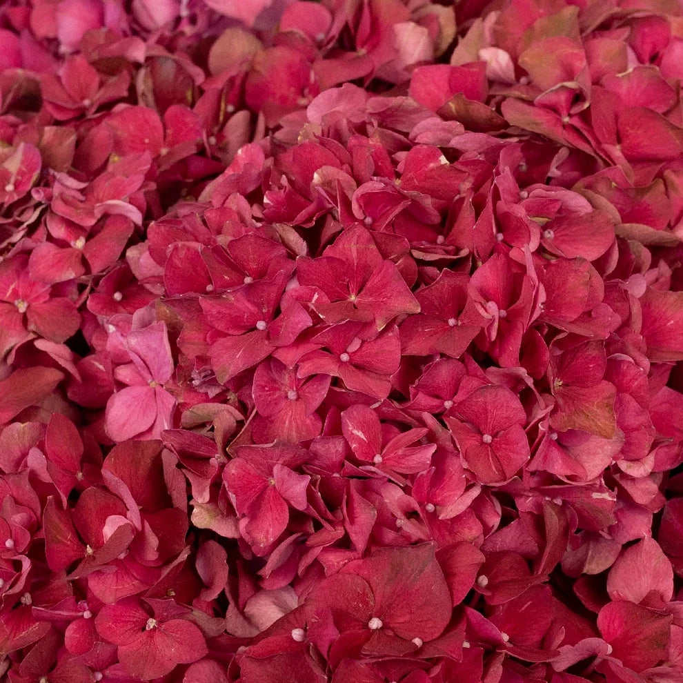 Assorted Hydrangeas - alternative 1