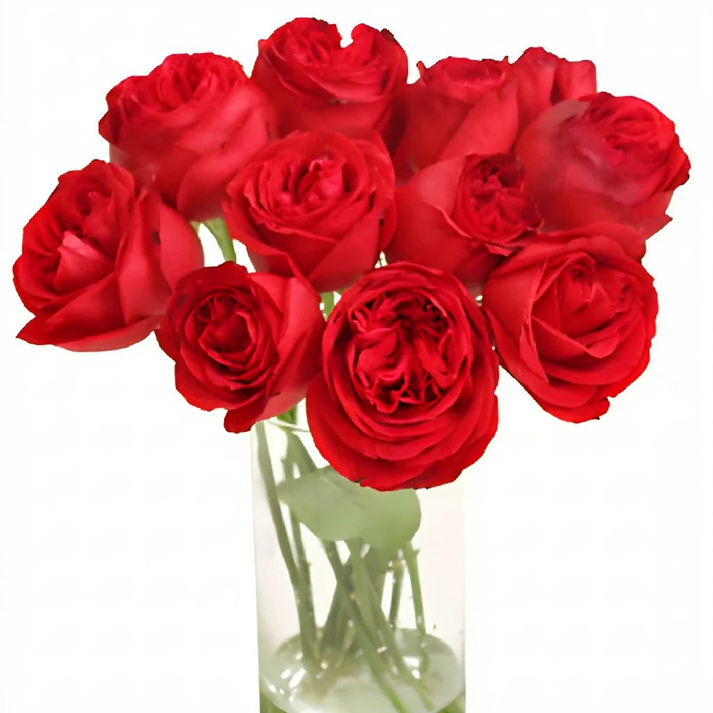 Rouge Royale Roses Garden - alternative 1
