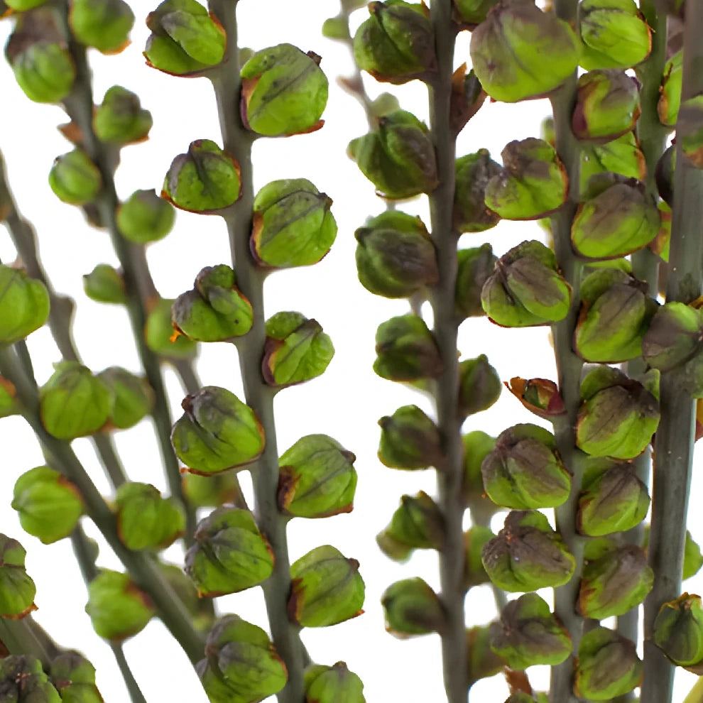 Crocosmia Pods Pods - alternative 3