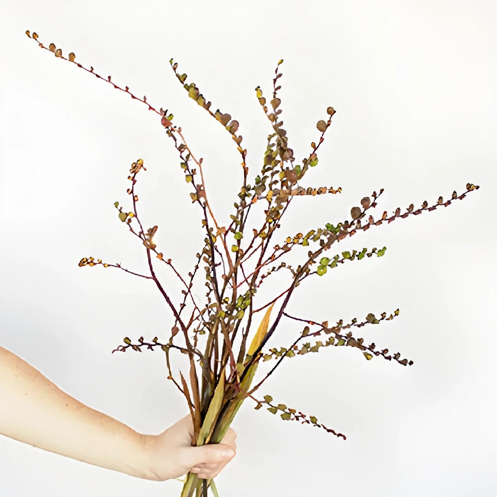 Crocosmia Pods Pods - alternative 2