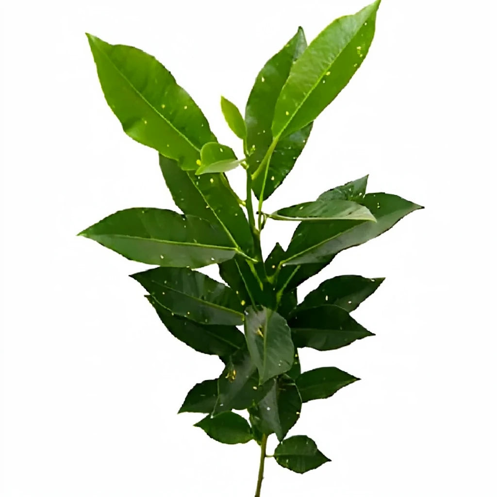 Croto Verde Greenery - main