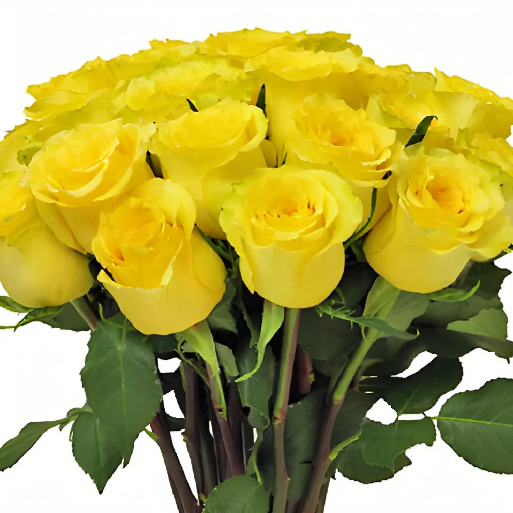Cubana Roses Standard - alternative 3