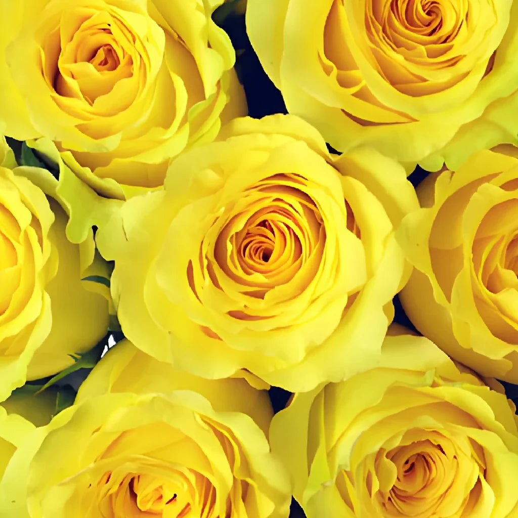 Cubana Roses Standard - main