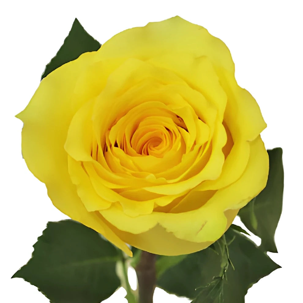 Cubana Roses Standard - alternative 2