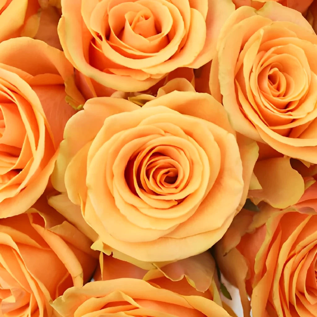 Cumbia Roses Standard - alternative 1