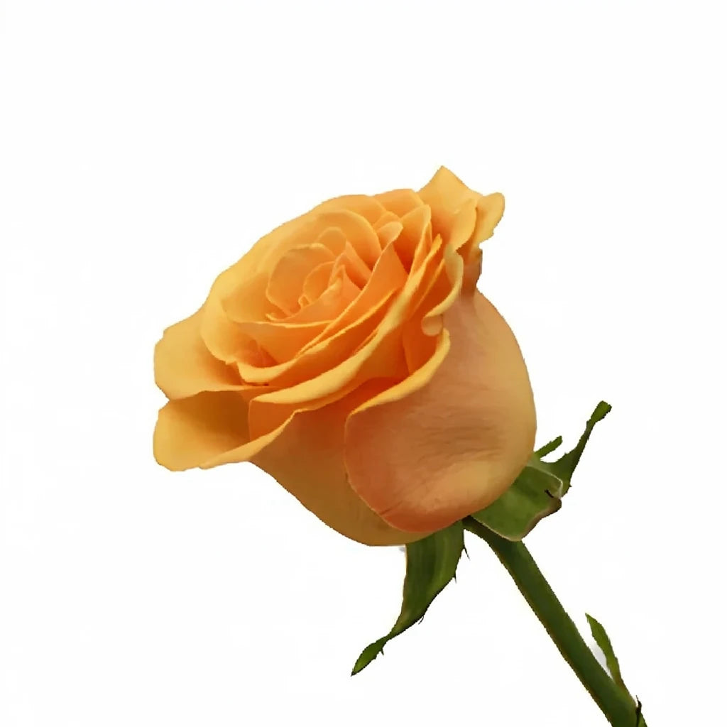 Cumbia Roses Standard - alternative 2