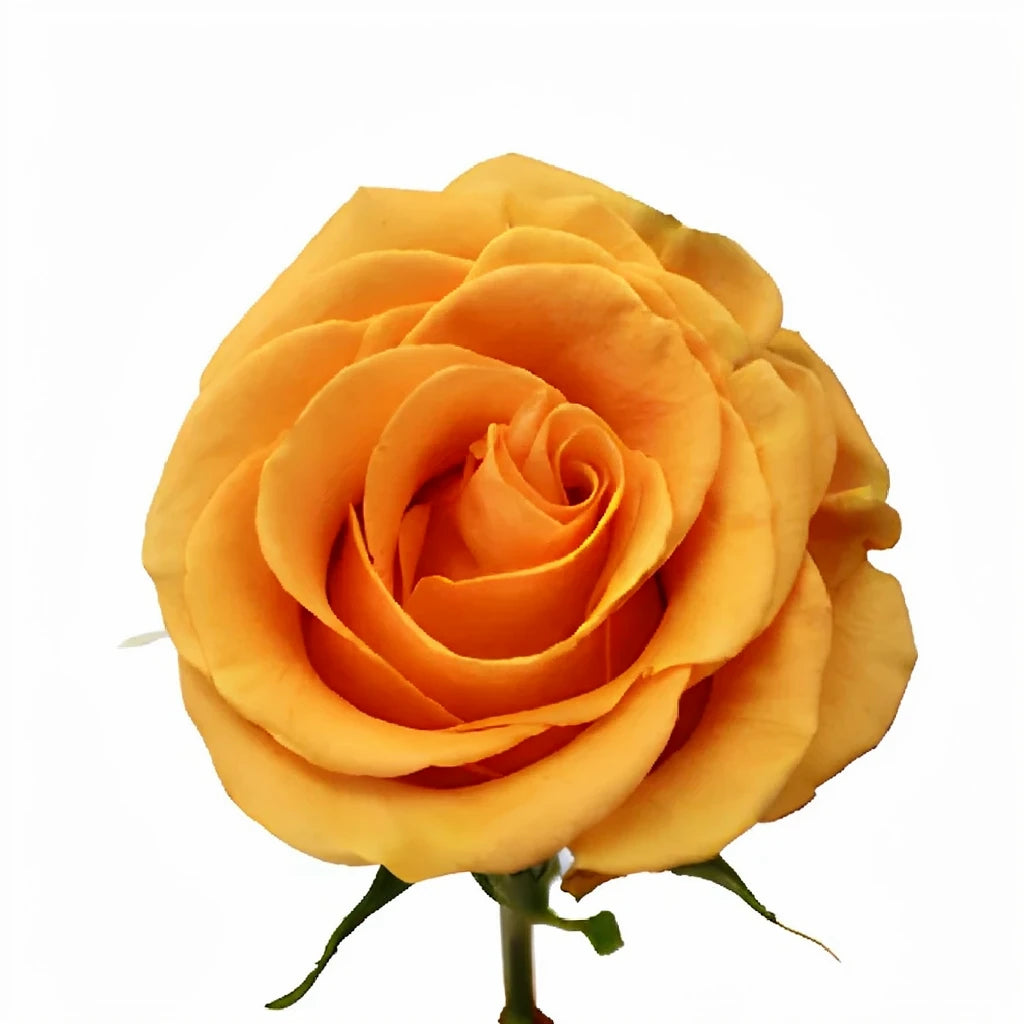 Cumbia Roses Standard - main