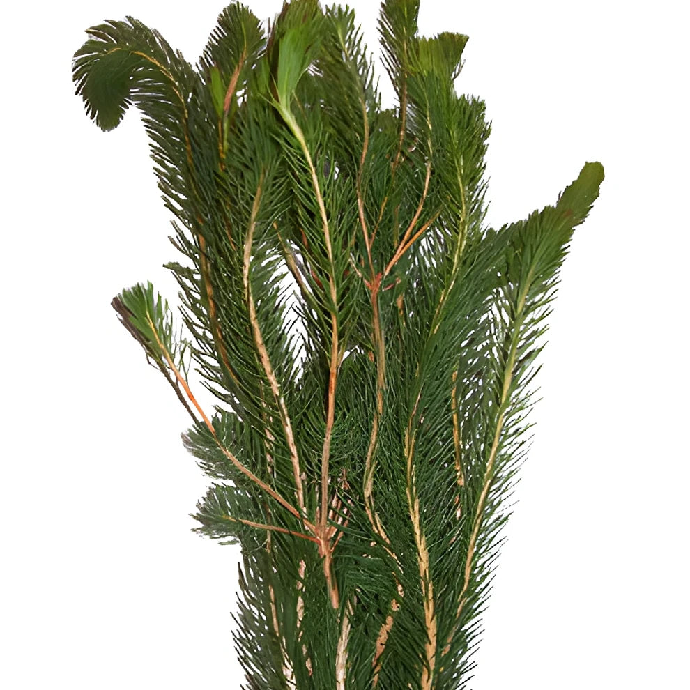 Curly Pine Greenery - alternative 1