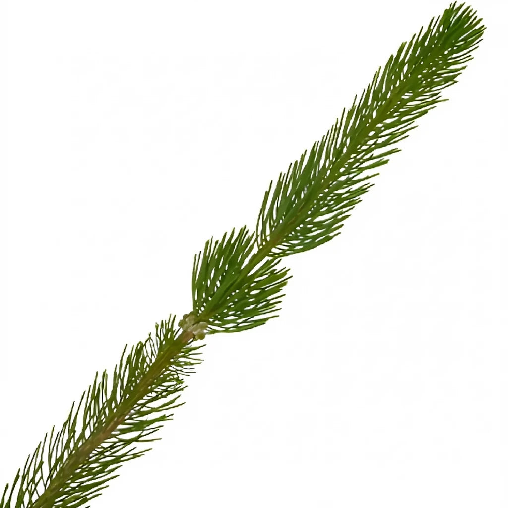 Curly Pine Greenery - alternative 2
