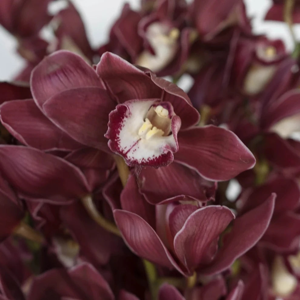 Burgundy Lilies Oriental - main