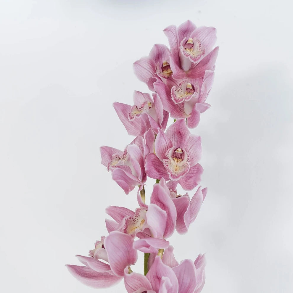 Lavender Orchids Dendrobium - alternative 1