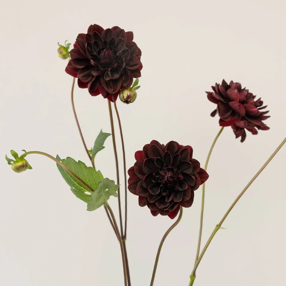 Chocolate Dahlias - alternative 1
