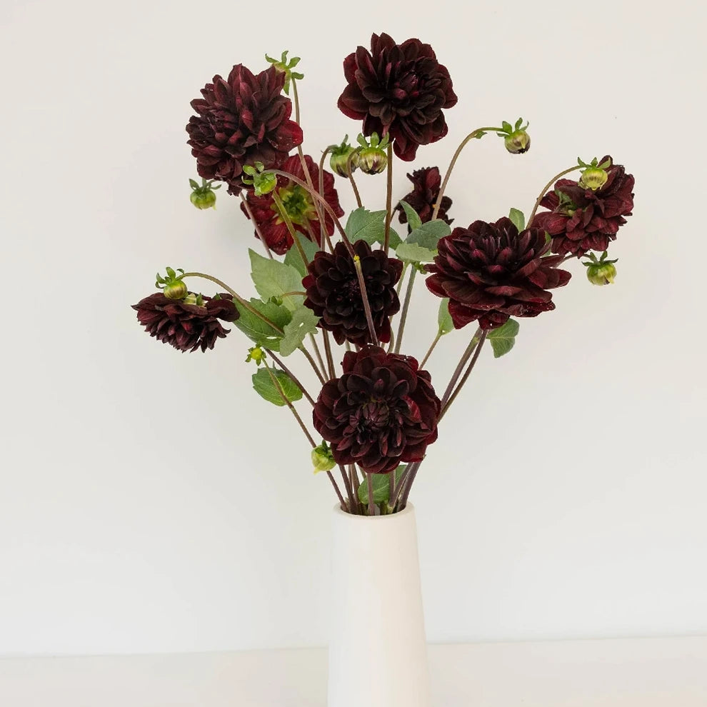Chocolate Dahlias - main