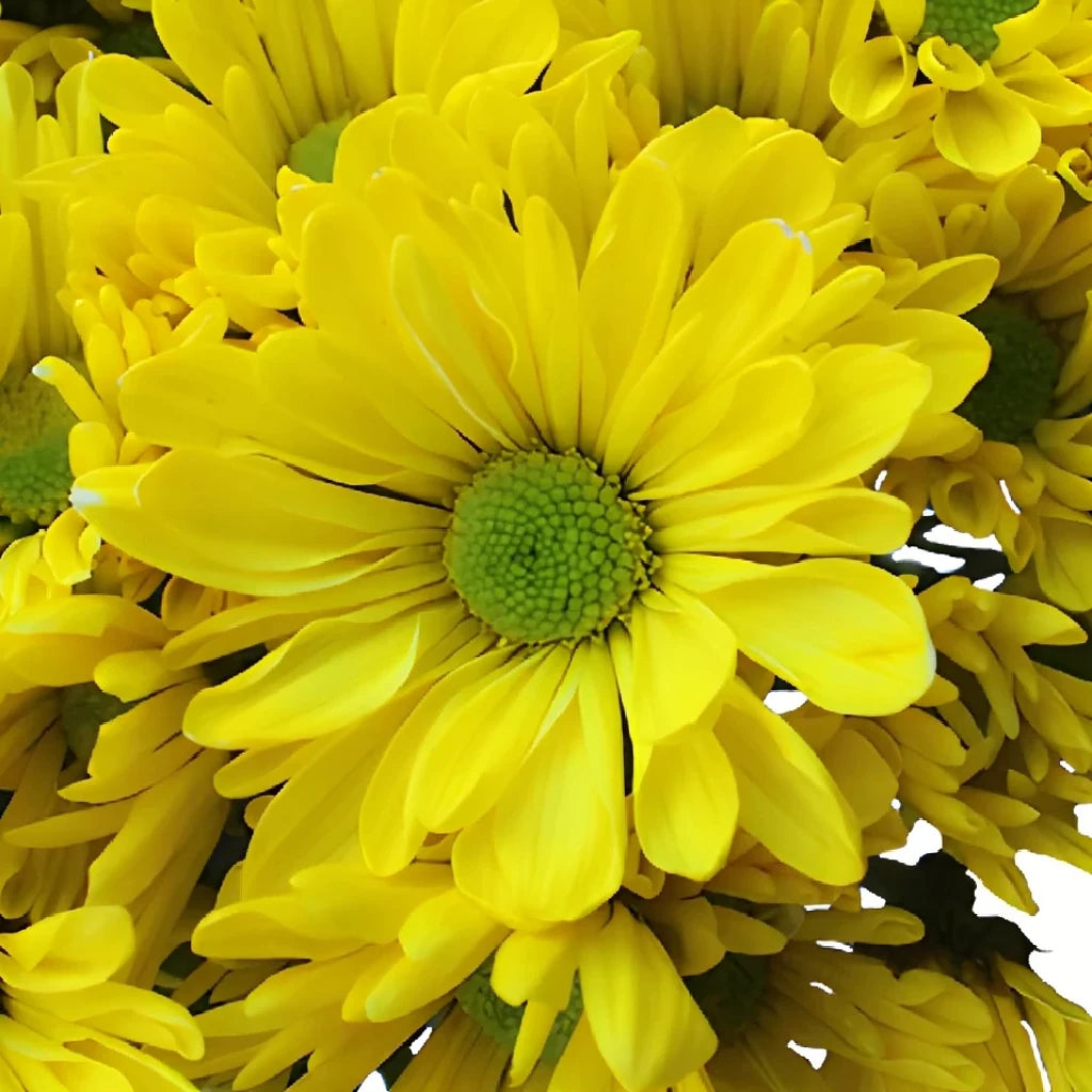 Vero Yellow Pom Daisy - alternative 1