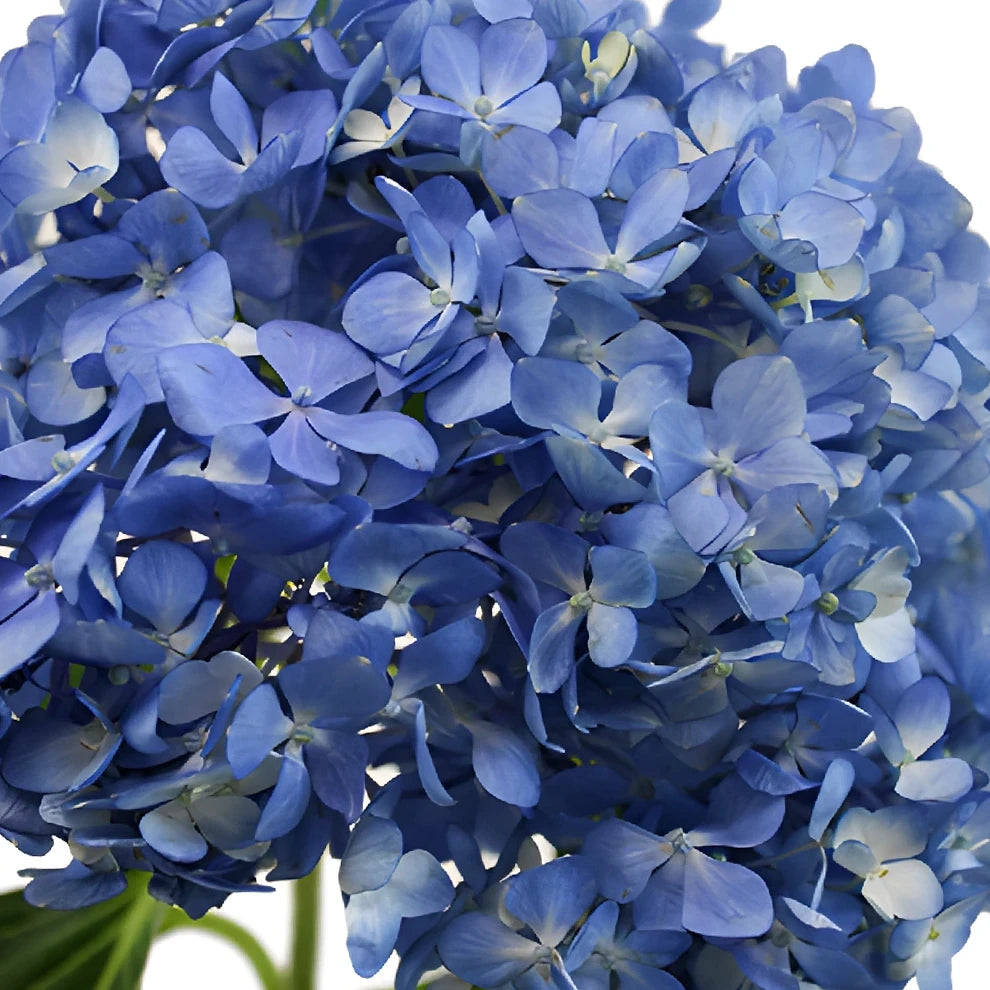 Dark Blue Hydrangeas - alternative 3