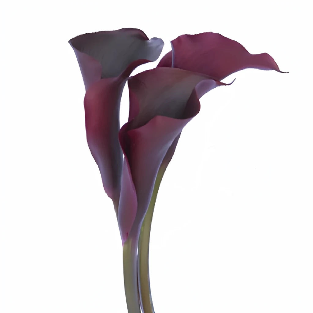 Night Life Calla Lily Mini - alternative 2