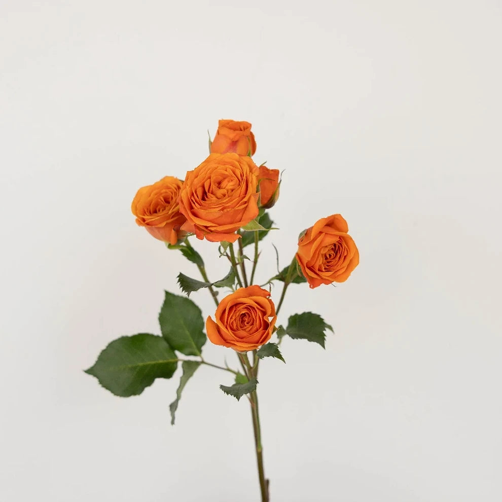Kelly Roses Spray - main