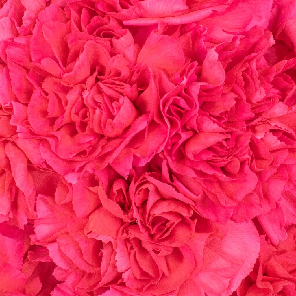 Dark Pink Carnations - alternative 2