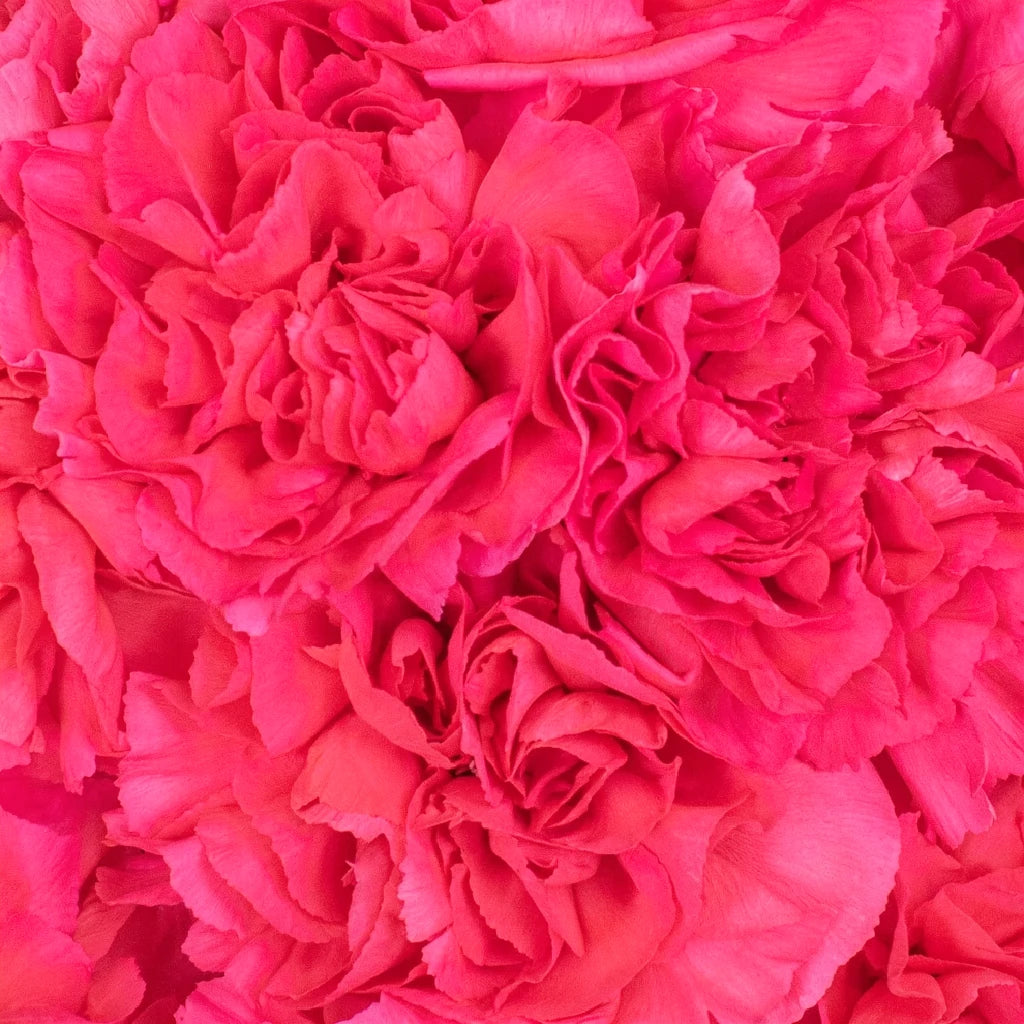 Mandalay Carnations - alternative 2