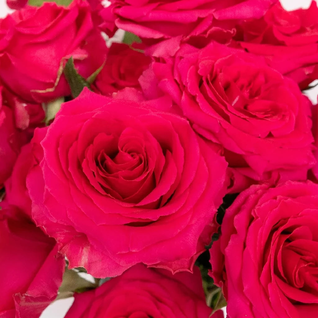 Hot Shot Roses Standard - alternative 2