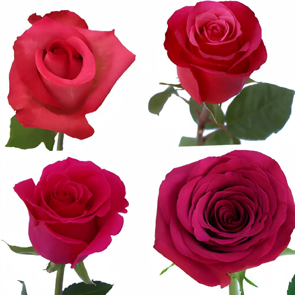 Janeiro Roses Standard - main