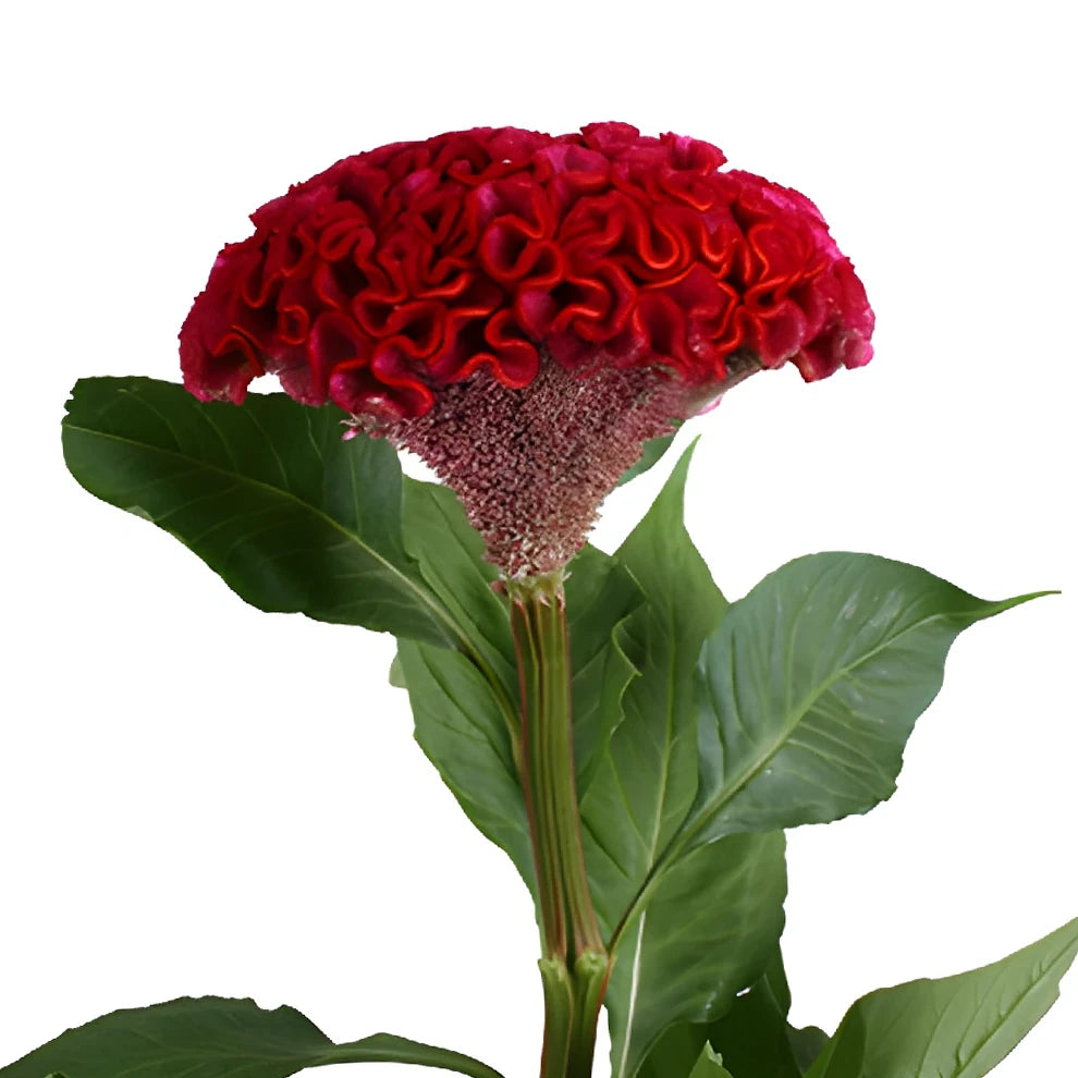Red Celosia Coxcomb - main