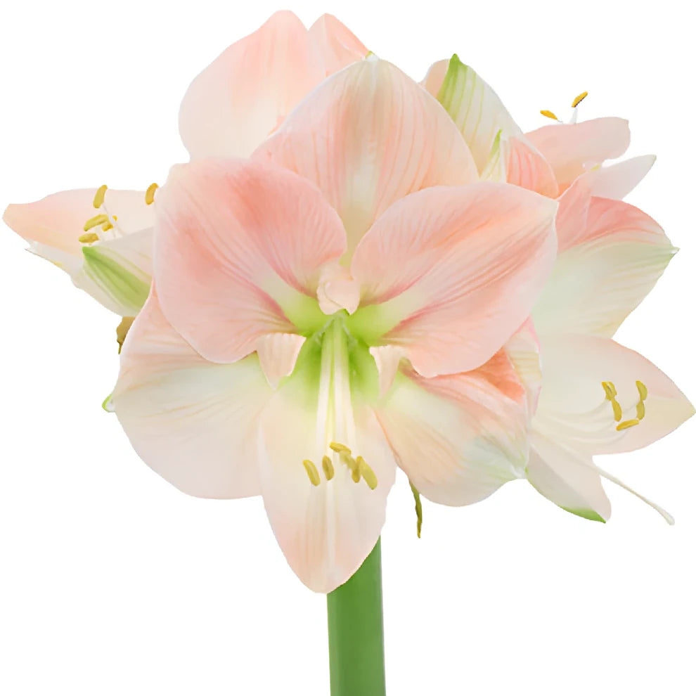 Blush Amaryllis - main