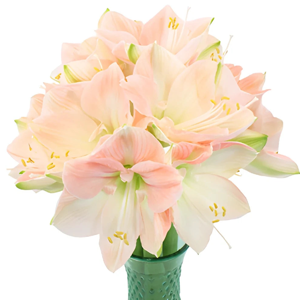 Blush Amaryllis - alternative 1