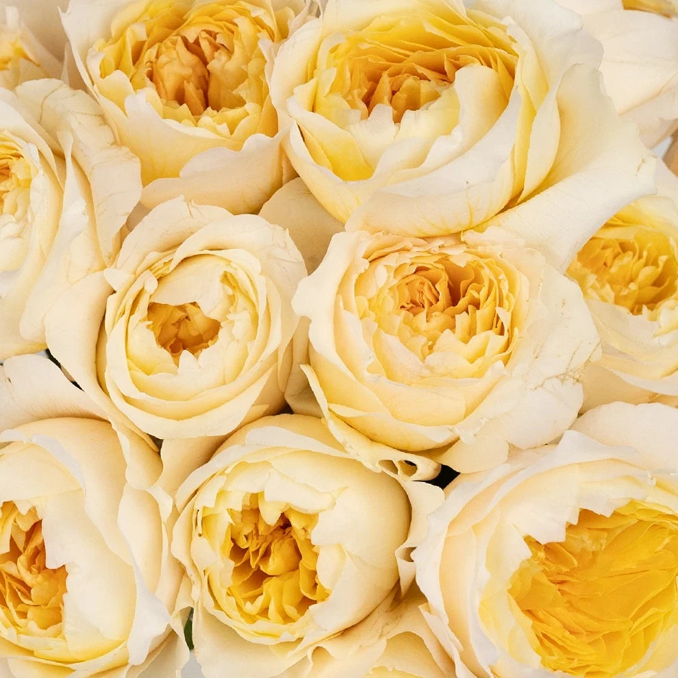 Effie Rose David Austin - alternative 1