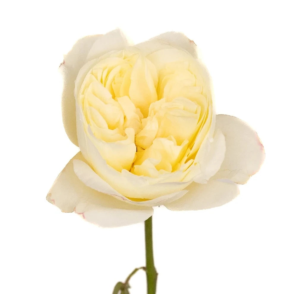 Leonora Auswagsy Rose David Austin - main