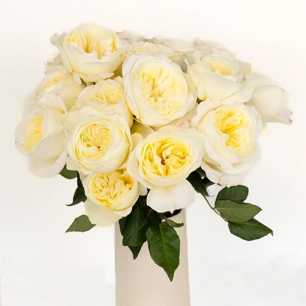 Ella Auswagsy Rose David Austin - alternative 2
