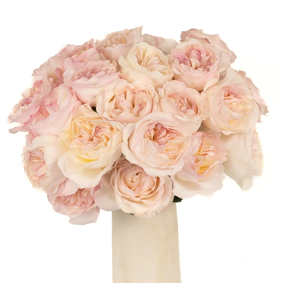 Light Pink Keira Ausboxer Rose David Austin - main