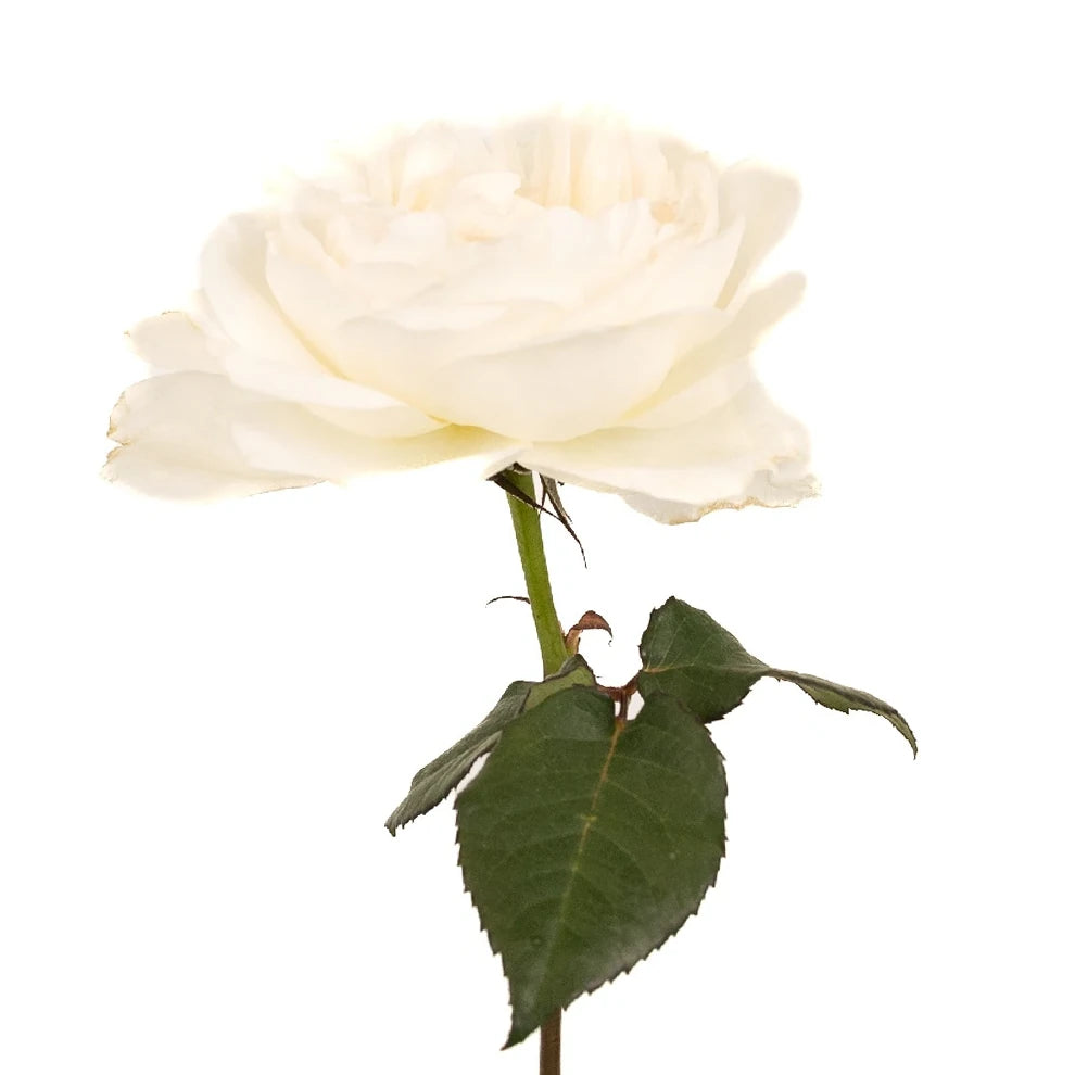 Purity Rose David Austin - alternative 2