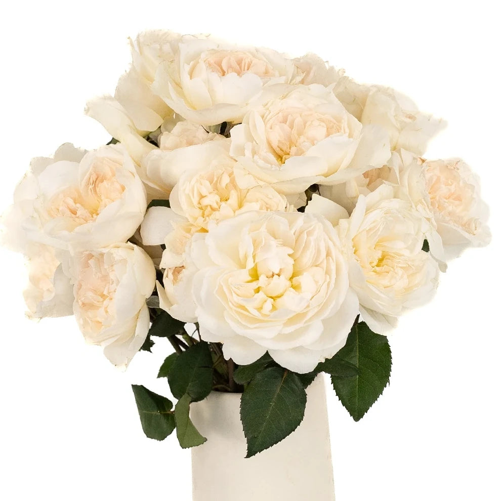 Purity Rose David Austin - alternative 1