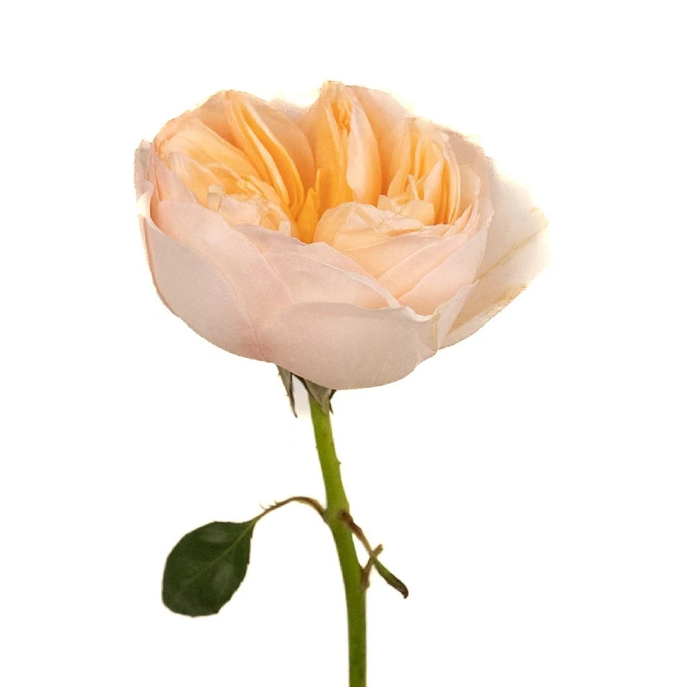 Peach Juliet Ausjameson Rose David Austin - alternative 1