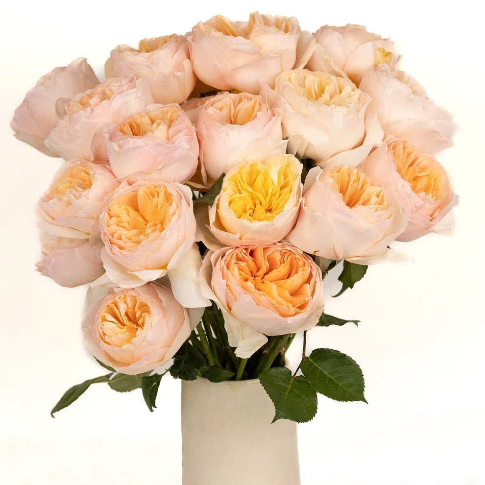 Peach Juliet Ausjameson Rose David Austin - alternative 2