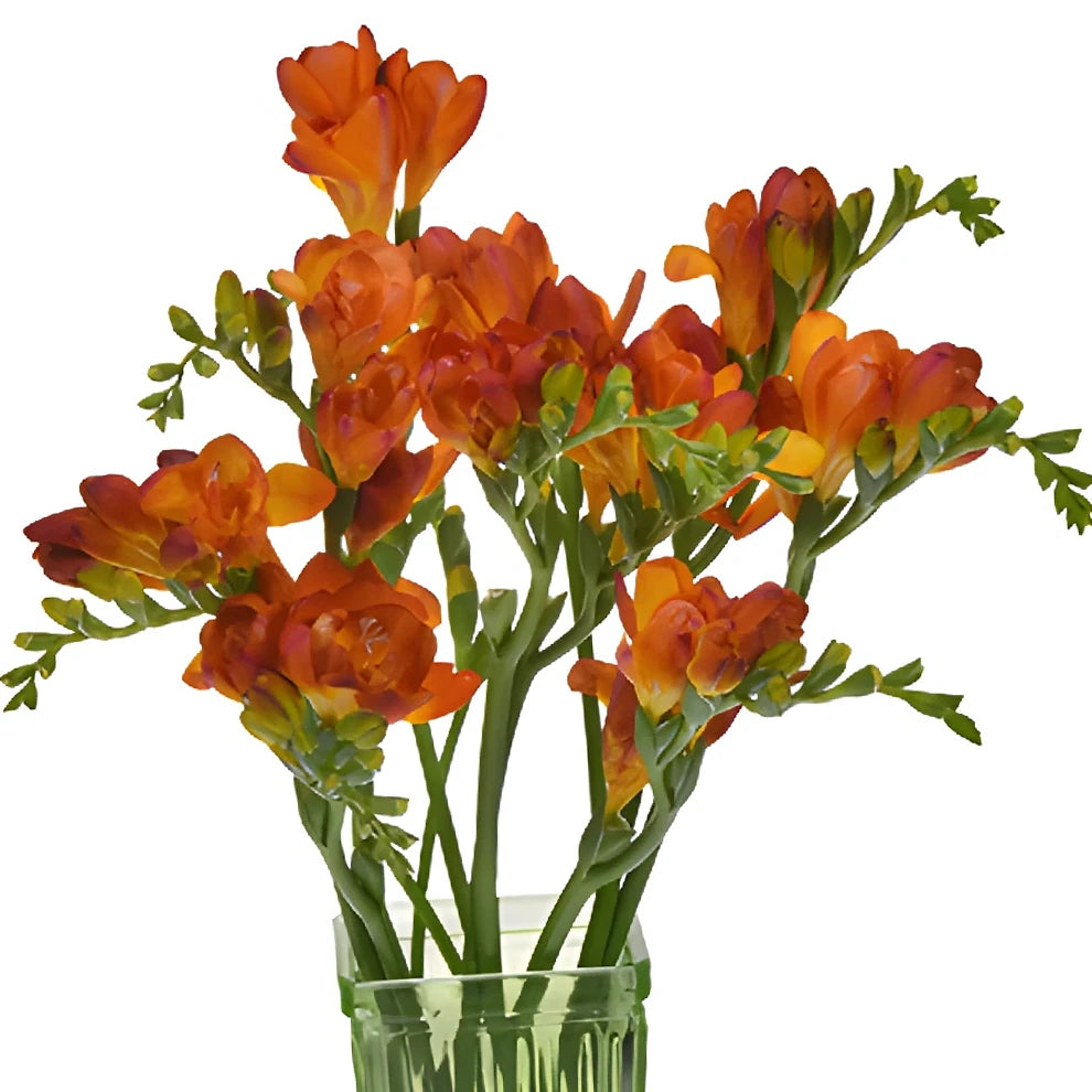 Orange Freesia - main