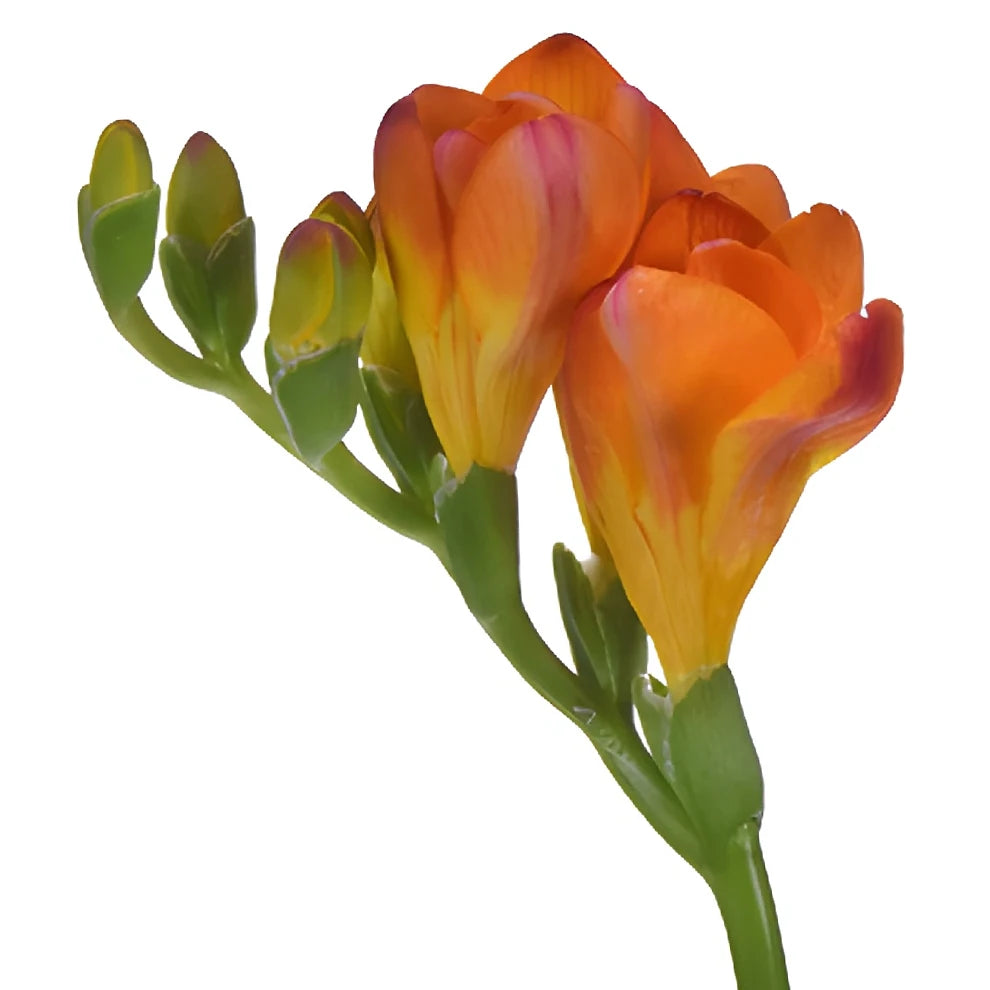 Orange Freesia - alternative 1