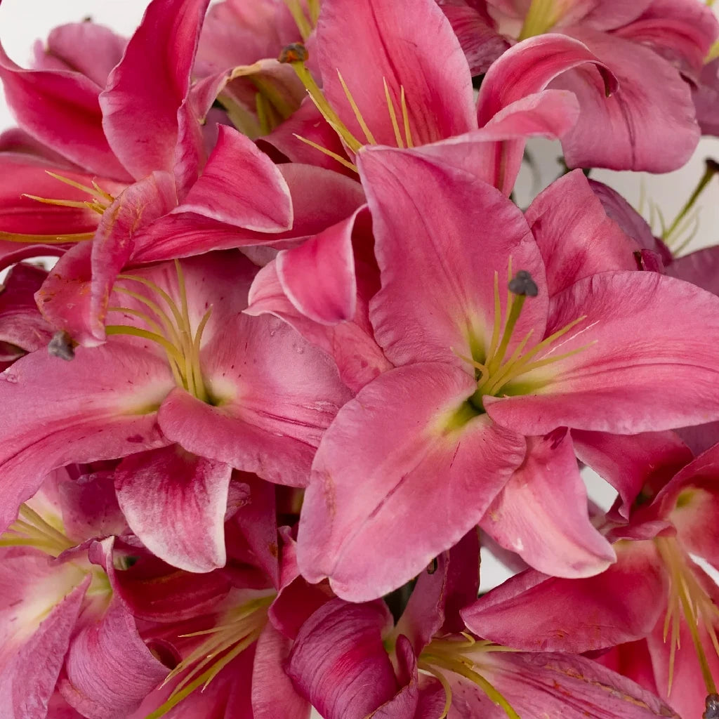 Carbonero Lilies Oriental - alternative 1